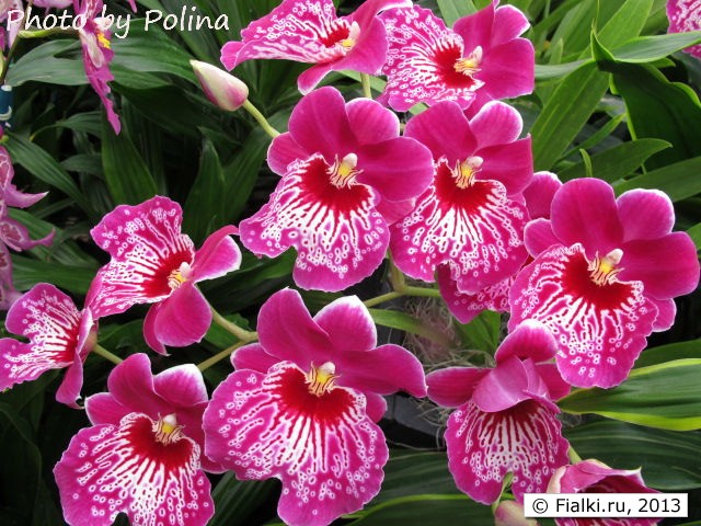 orchid