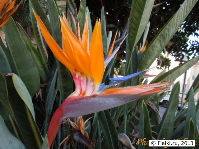 flower