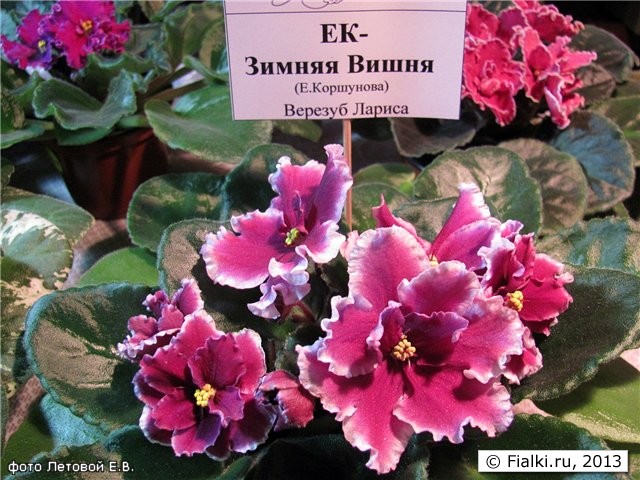 выставка фиалок донецк апрель 2011
