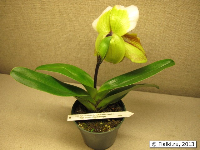 orchid