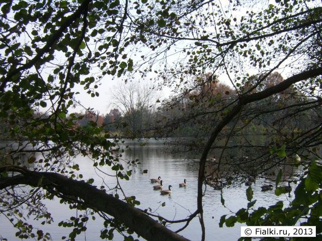 lake through the tree
