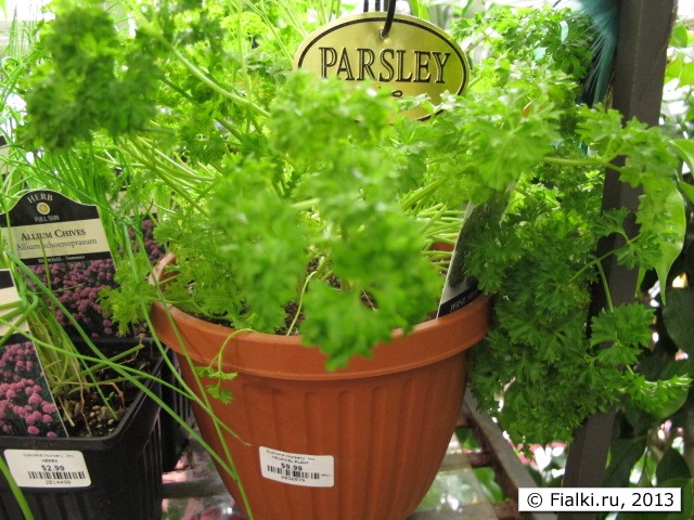 parsley