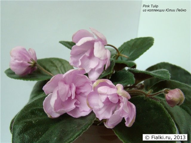 фиалка Pink Tulip 