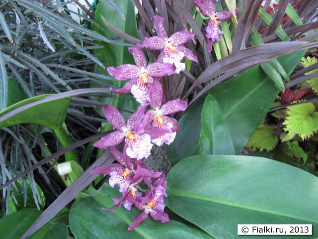 orchid