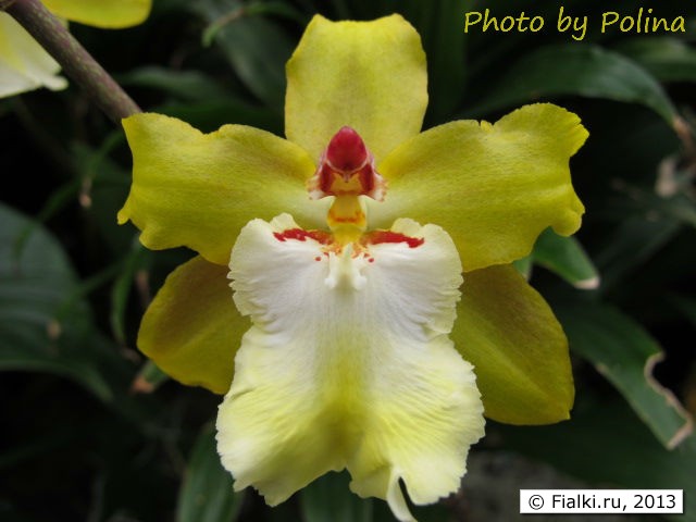 orchid