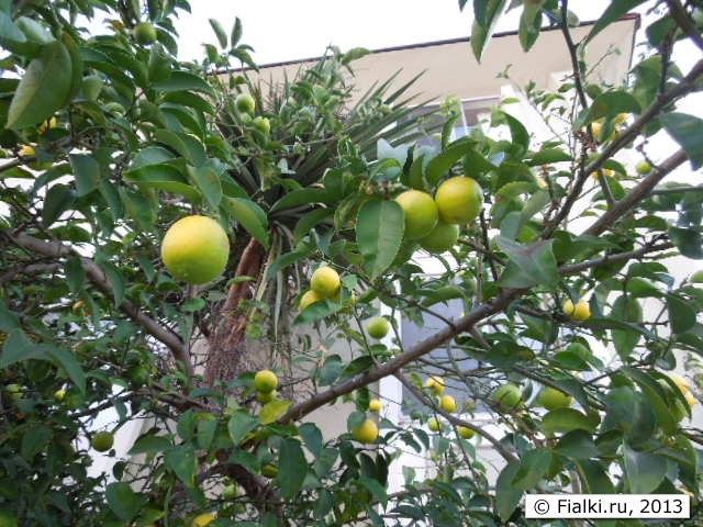 lemon tree