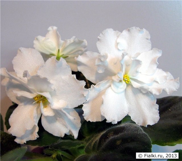Rhapsody in White  