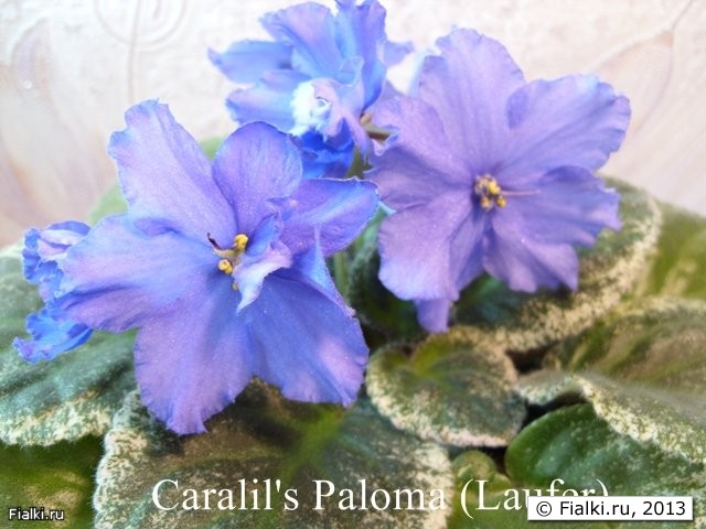 carallis Paloma