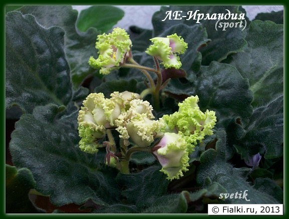 ЛЕ-Ирландия