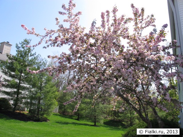 tree in bloom