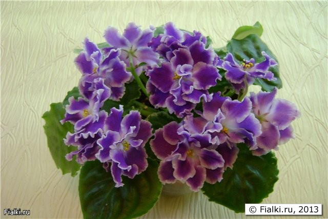  Крупный махровый сиренево-фиолетовый цветок с белым глазком и каймой.