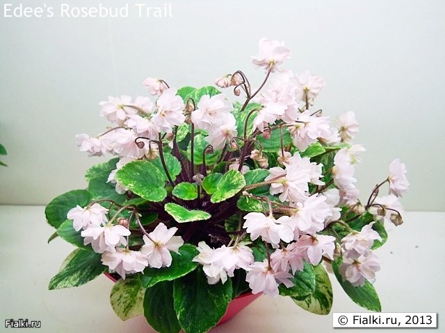 Edee's Rosebud Trail