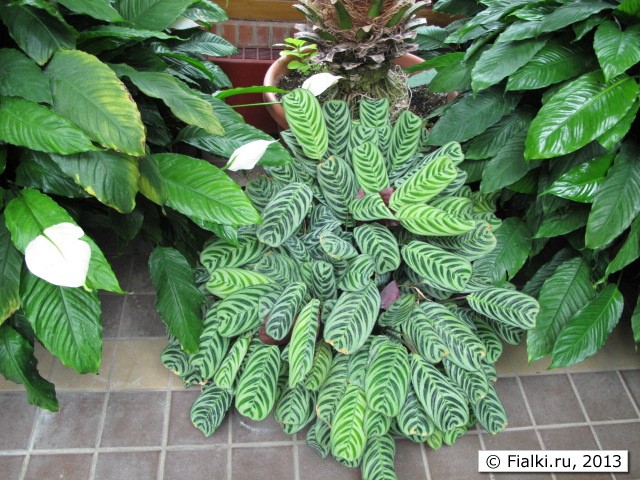 maranta