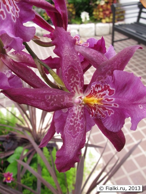 orchid