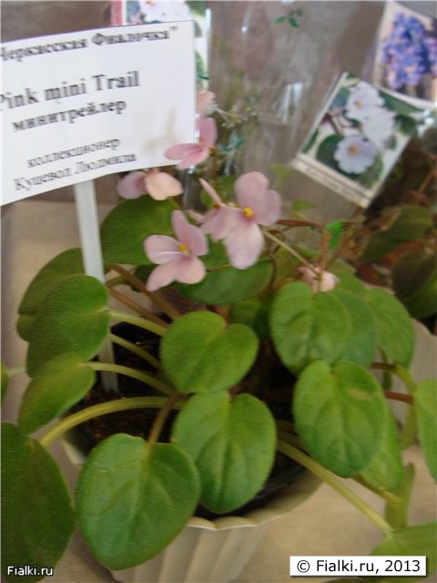 Pink mini Trail