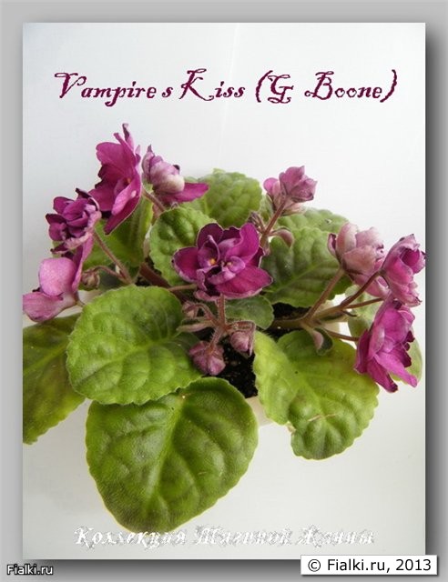 Vampire s Kiss (G  Boone)