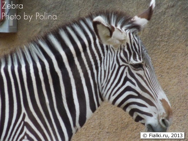 Zebra