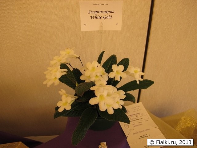 Streptocarpus "White Gold"