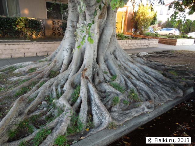 roots