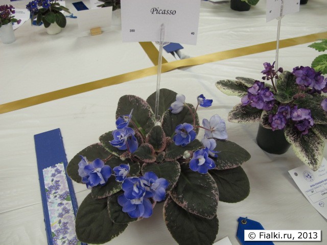 plant