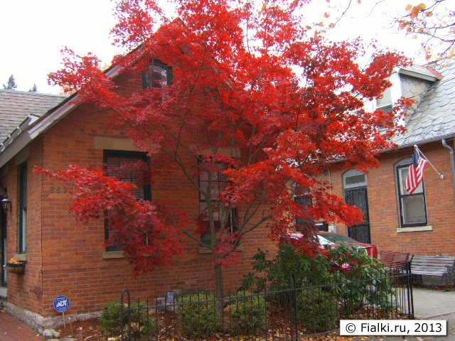 red tree