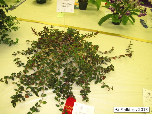 plant