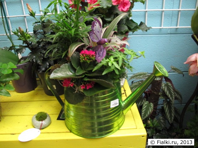 plants