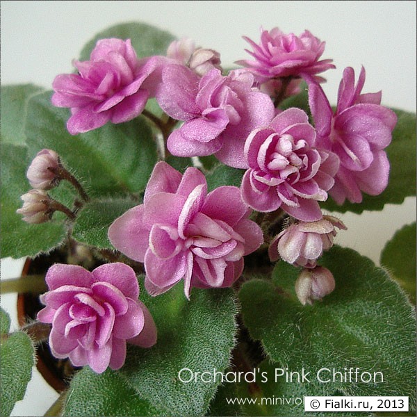 Orchard’s Pink Chiffon