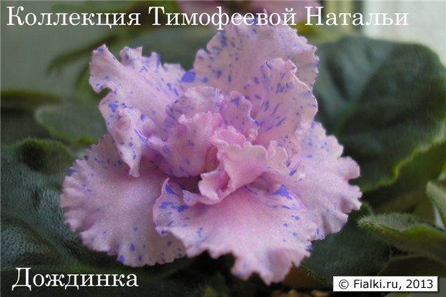 Дождинка