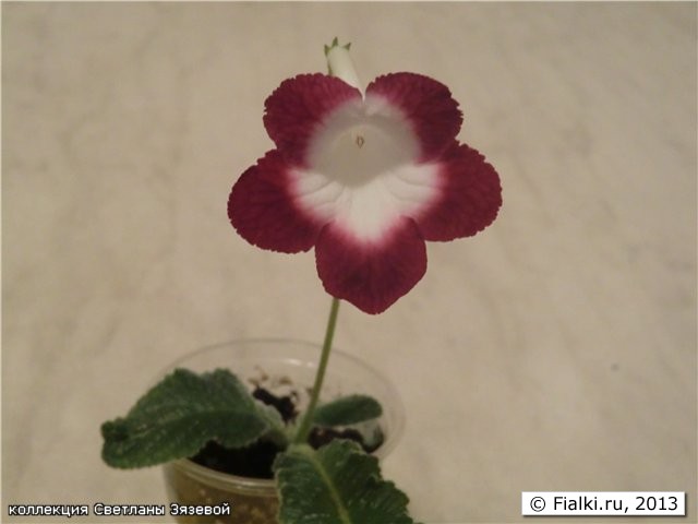 Freishle Roulette Cherry