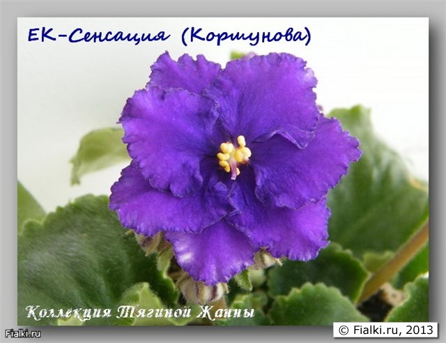ЕК-Сенсация (Коршунова)