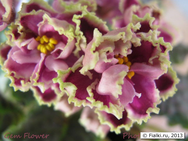 Gem Flower