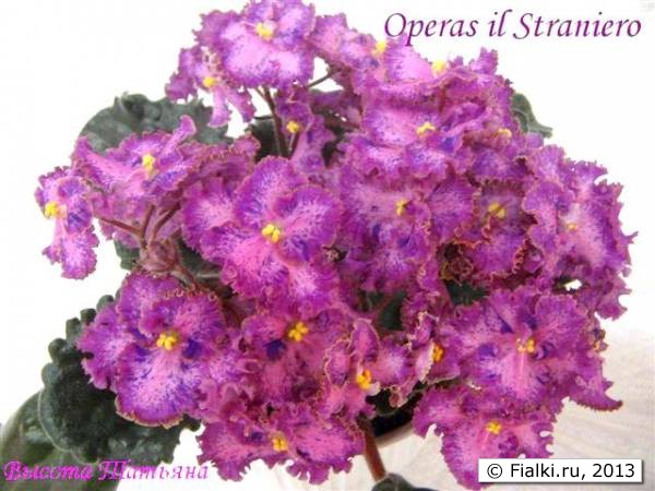 Opera's il Staniero 