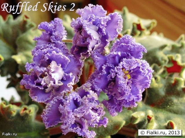 Ruffled Skies 2