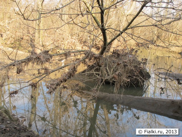 leafs on the branches