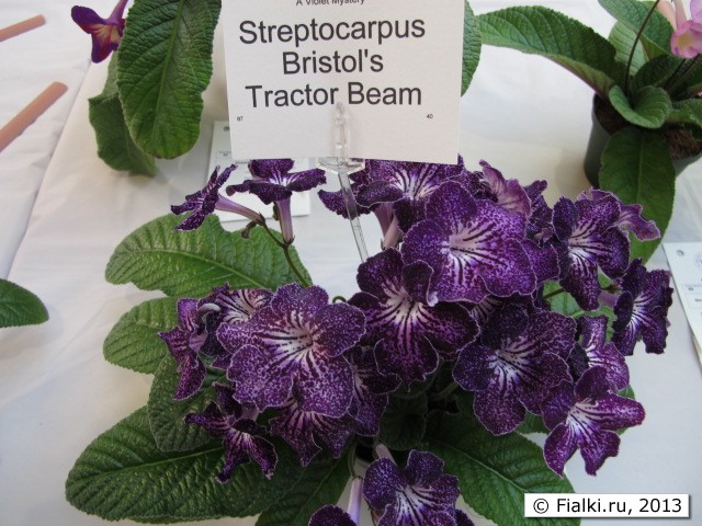 streptocarpus