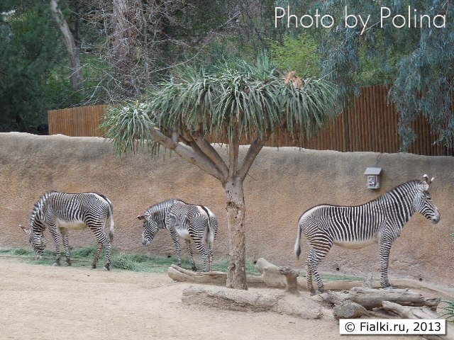 Zebra