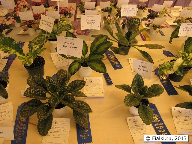 show table