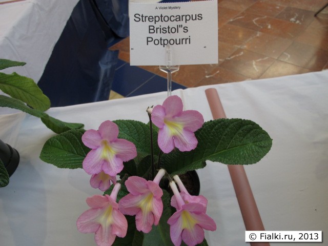 streptocarpus