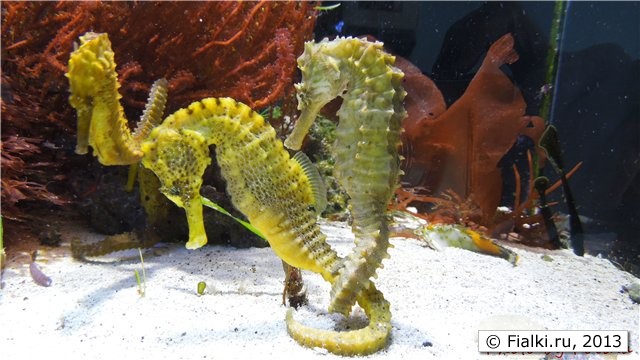 seahorses