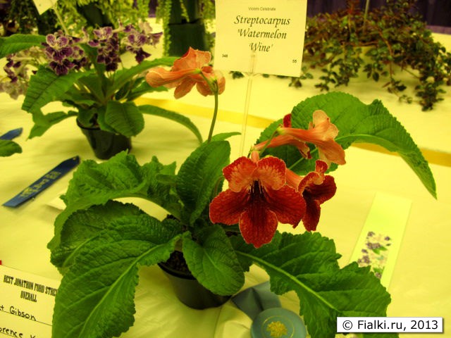 plant