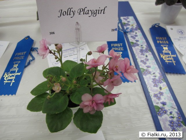 plant