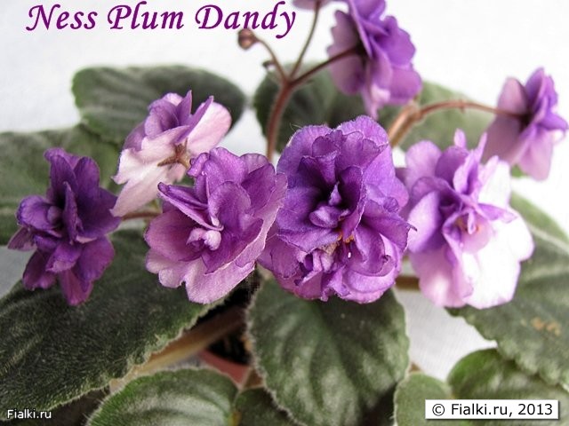Ness Plum Dandy
