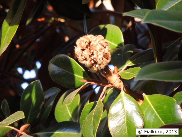 magnolia