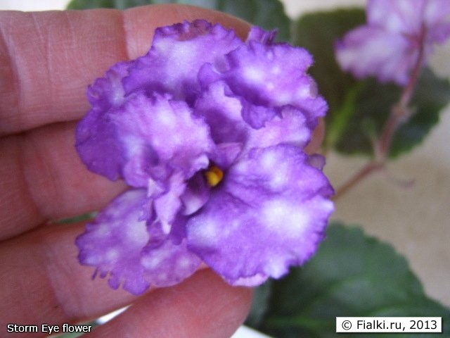 Storm Eye flower