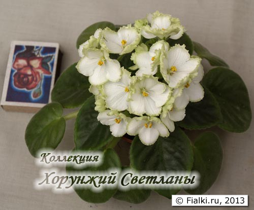 Spring Promise полумини