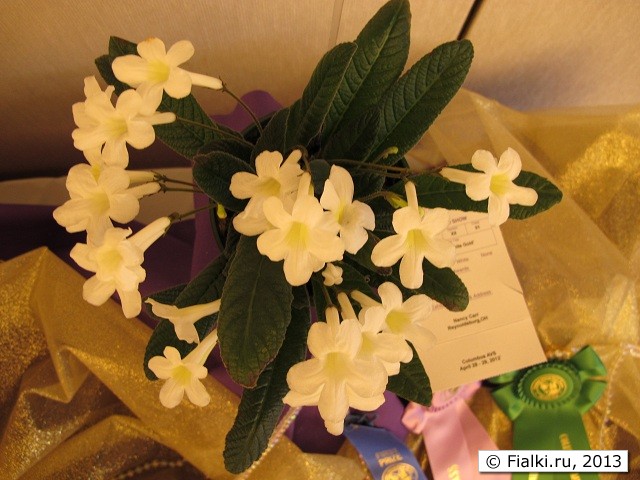 Streptocarpus "White Gold"