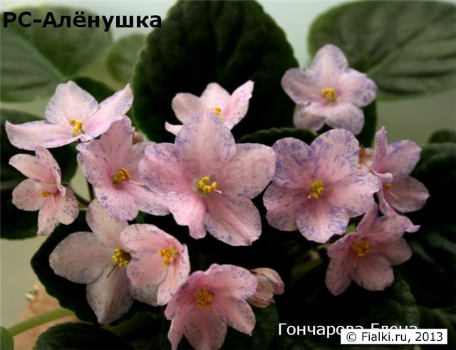 РС-Алёнушка