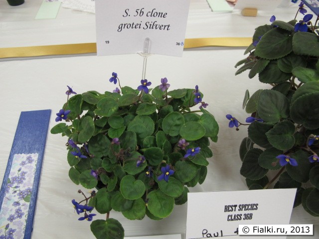 plant
