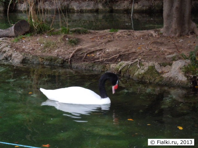 Swan